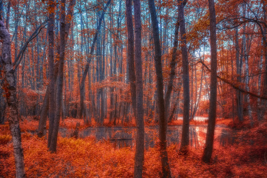 1229875 (a): :1920x1280